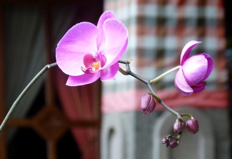 Pomozite orhideji da preživi vrućine